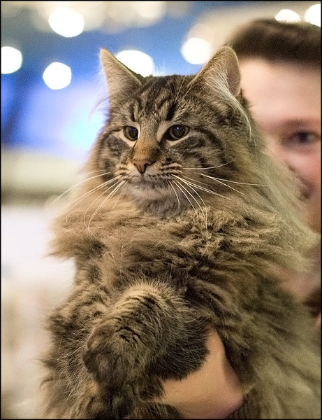 Cassis du Domaine d'Asgard 2.jpg - Cassis du Domaine d'Asgard